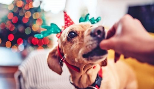 Hand feeding a dog with reindeer horns on a headband