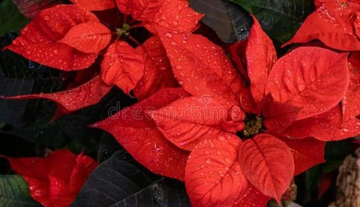Poinsettia