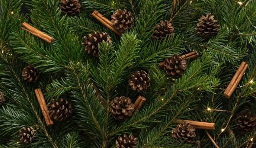 Spruce decorated with pine cones and cinnamon
