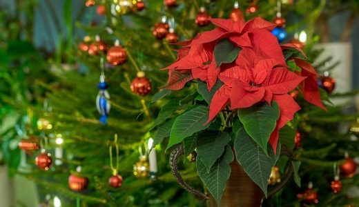 Caring for Christmas flowers and growing them