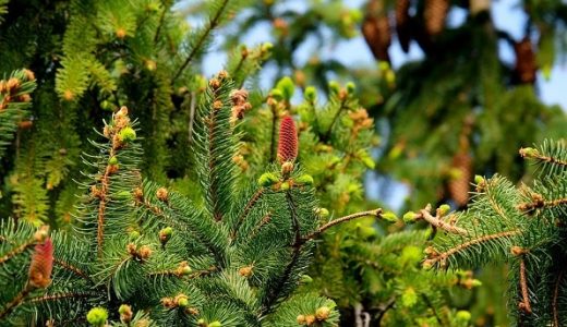 Choose the most beautiful live Christmas tree